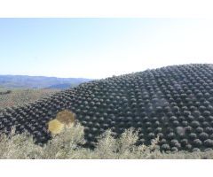 MAGNIFICO OLIVAR CON CASA, COCHERA PARA APEROS Y PISCINA ENTRE VILLAHARTA Y POZOBLANCO.
