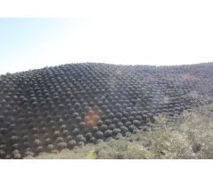 MAGNIFICO OLIVAR CON CASA, COCHERA PARA APEROS Y PISCINA ENTRE VILLAHARTA Y POZOBLANCO.