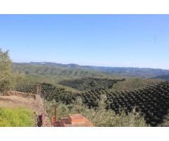 MAGNIFICO OLIVAR CON CASA, COCHERA PARA APEROS Y PISCINA ENTRE VILLAHARTA Y POZOBLANCO.