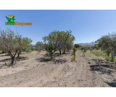 TERRENO RUSTICO CON OLIVOS Y FRUTALES