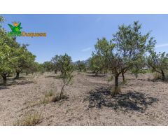TERRENO RUSTICO CON OLIVOS Y FRUTALES