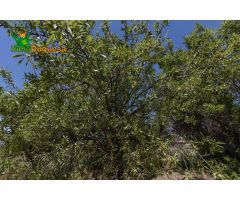 TERRENO RUSTICO CON OLIVOS Y FRUTALES