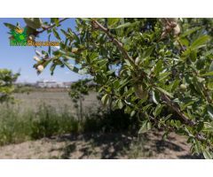 TERRENO RUSTICO CON OLIVOS Y FRUTALES