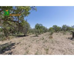 TERRENO RUSTICO CON OLIVOS Y FRUTALES