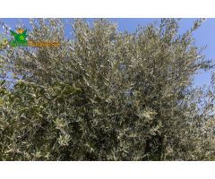 TERRENO RUSTICO CON OLIVOS Y FRUTALES