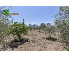 TERRENO RUSTICO CON OLIVOS Y FRUTALES
