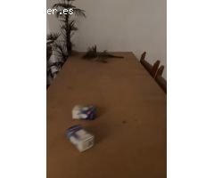 Piso en alquiler en la zona Lidl