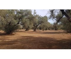 finca rústica de olivos con caseta de campo