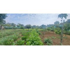 Terreno rural en Venta en Los Barrios, Cádiz