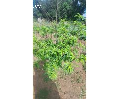 Terreno rural en Venta en Los Barrios, Cádiz