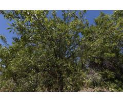 Terreno Rústico en Venta en La Granada, Granada