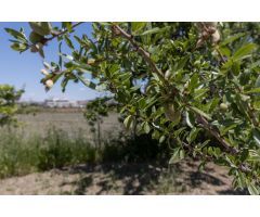 Terreno Rústico en Venta en La Granada, Granada