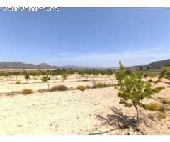 Parcela en Venta en Monovar - Monover, Alicante