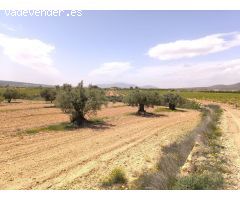 Parcela en Venta en Pinoso, Alicante