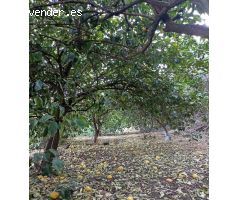 Finca rustica en Venta en Vega de San Mateo, Las Palmas