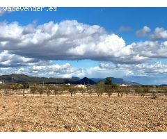 SE VENDE PARCELA EN PINOSO (ALICANTE)