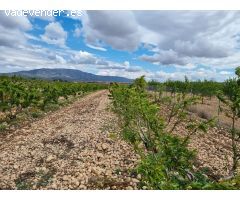 SE VENDE PARCELA EN PINOSO (ALICANTE) SPAIN