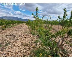 SE VENDE PARCELA EN PINOSO (ALICANTE) SPAIN