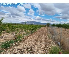 SE VENDE PARCELA EN PINOSO (ALICANTE) SPAIN