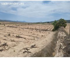 SE VENDE PARCELA EN UBEDA (PINOSO) ALICANTE