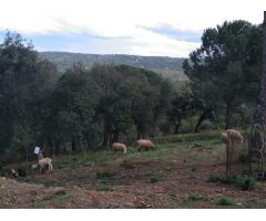 CASA RUSTICA EN EL SALADO  ( TRASSIERRA )
