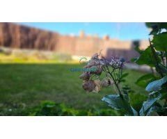 Alquiler de temporada de apartamento en MIÑO con JARDIN