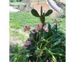 Pareado en Venta en Teror, Las Palmas