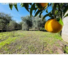 Parcela Exclusiva en Cuevas Bajas: Naturaleza y Tranquilidad a Minutos de Córdoba