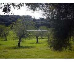 Autentica posesion mallorquina  con luz electrica y pozo