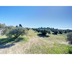 Terreno Las gabias de Secano 5.000 m2 con 50 olivos