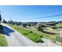 Terreno Las gabias de Secano 5.000 m2 con 50 olivos