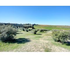 Terreno Las gabias de Secano 5.000 m2 con 50 olivos