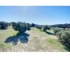Terreno Las gabias de Secano 5.000 m2 con 50 olivos