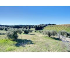Terreno Las gabias de Secano 5.000 m2 con 50 olivos