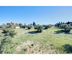 Terreno Las gabias de Secano 5.000 m2 con 50 olivos
