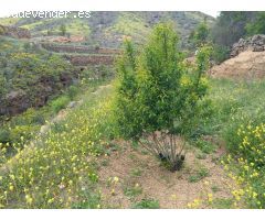 Ofrecemos esta preciosa finca en Vilaflor de Chasna