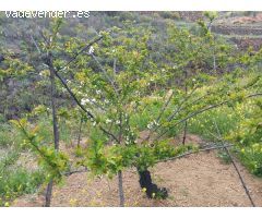 Ofrecemos esta preciosa finca en Vilaflor de Chasna