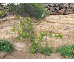 Ofrecemos esta preciosa finca en Vilaflor de Chasna