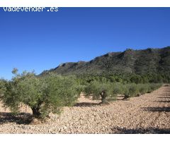 Parcela en Venta en Yecla, Murcia