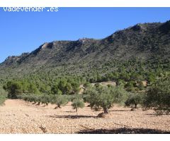 Parcela en Venta en Yecla, Murcia