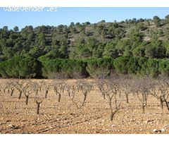 Parcela en Venta en Yecla, Murcia