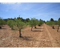 Parcela en Venta en Yecla, Murcia