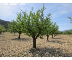 Parcela en Venta en Yecla, Murcia