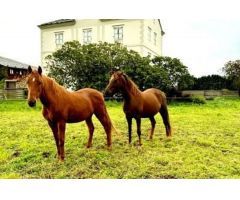 IMPRESIONANTE CASA INDIANA EN EL OCCIDENTE ASTURIANO