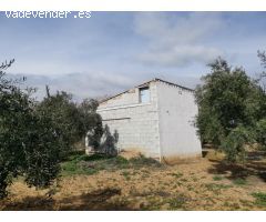 Terreno Agrario con Olivos Centenarios y Casa de Aperos – A 10 Minutos del Centro de Loja (Granada)