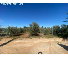 ¡MAGINIFICA PARCELA DE OLIVOS!