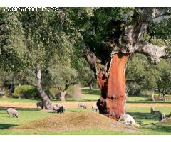 EXCEPCIONAL FINCA GANADERA EN VENTA Y DE LABOR 520 HECTÁREAS DE DEHESA