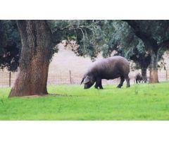 EXCEPCIONAL FINCA GANADERA EN VENTA Y DE LABOR 520 HECTÁREAS DE DEHESA