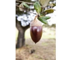 EXCEPCIONAL FINCA GANADERA EN VENTA Y DE LABOR 520 HECTÁREAS DE DEHESA