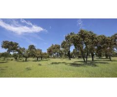 EXCEPCIONAL FINCA GANADERA EN VENTA Y DE LABOR 520 HECTÁREAS DE DEHESA